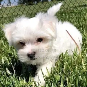 1-3 months Female Purebred Poodle
