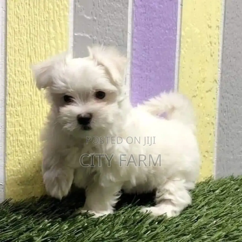 1-3 months Female Purebred Poodle