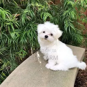 1-3 months Male Purebred Poodle