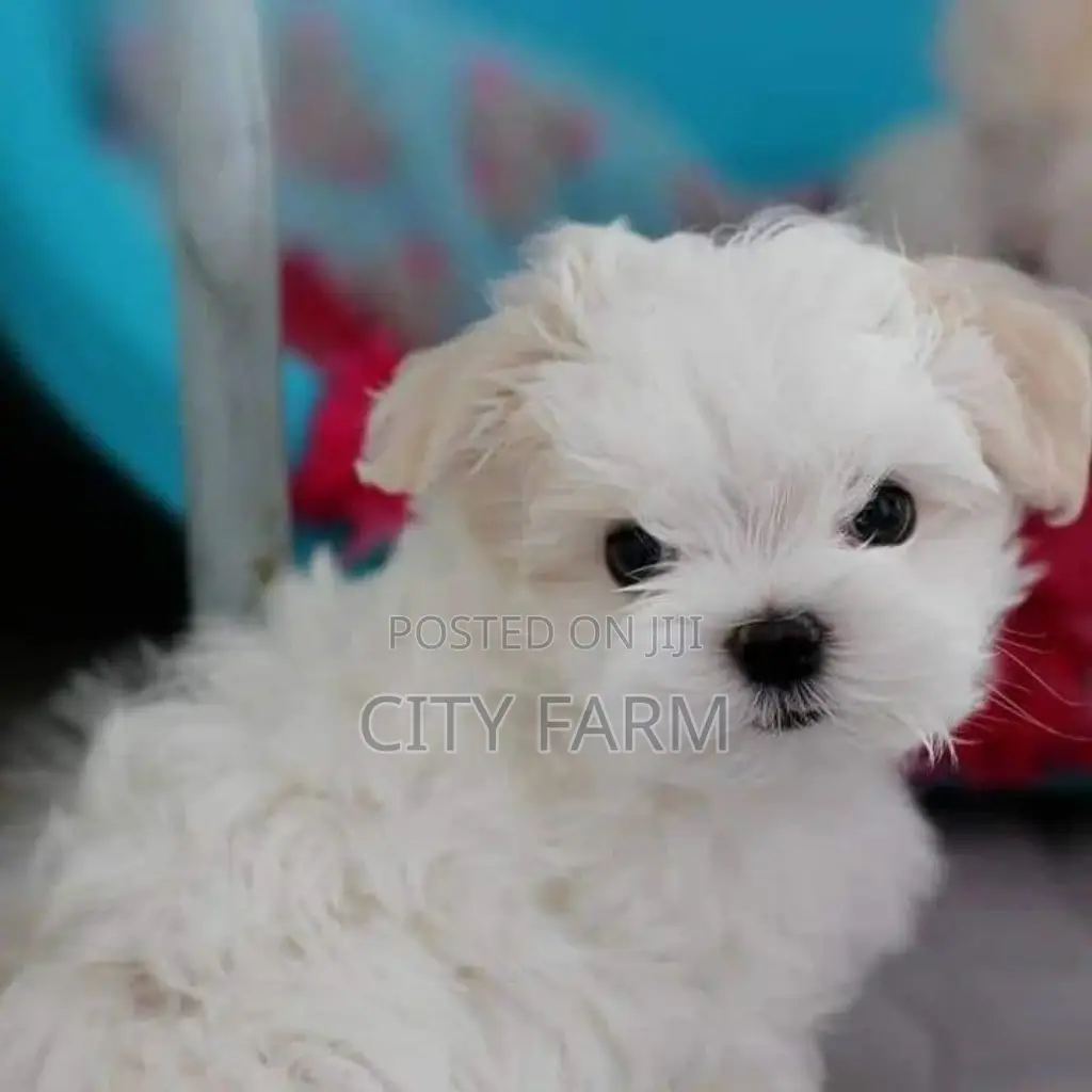 1-3 months Female Purebred Poodle