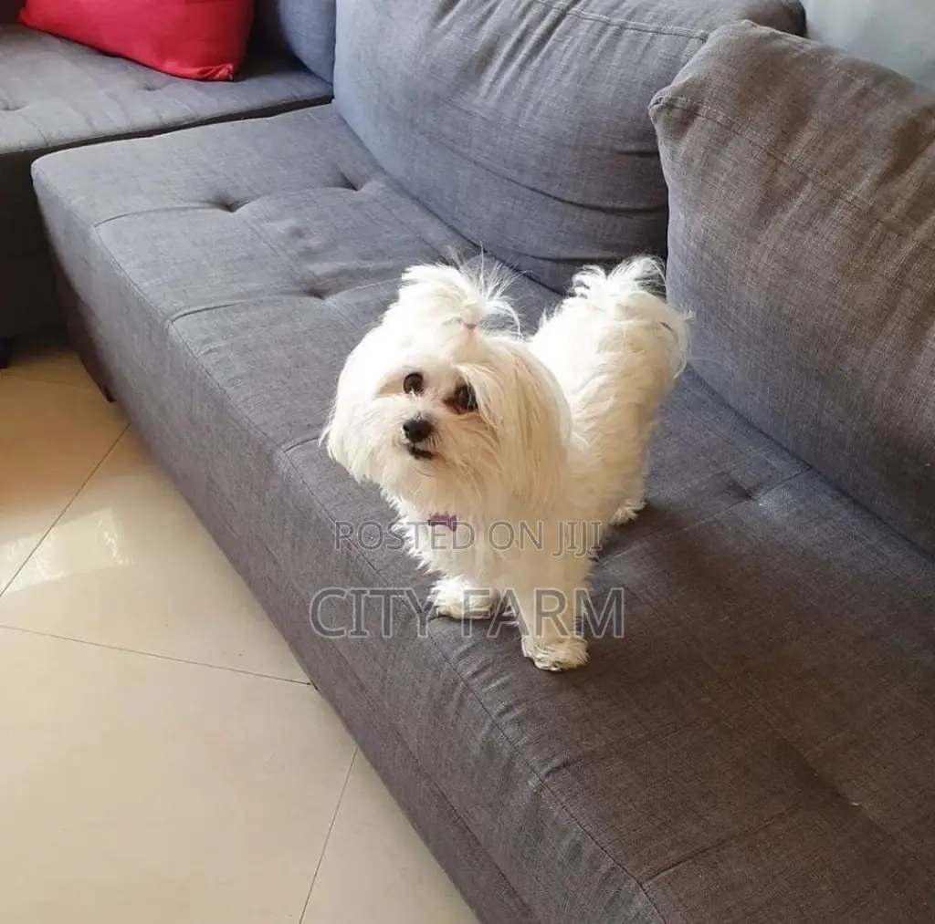1-3 months Male Purebred Poodle