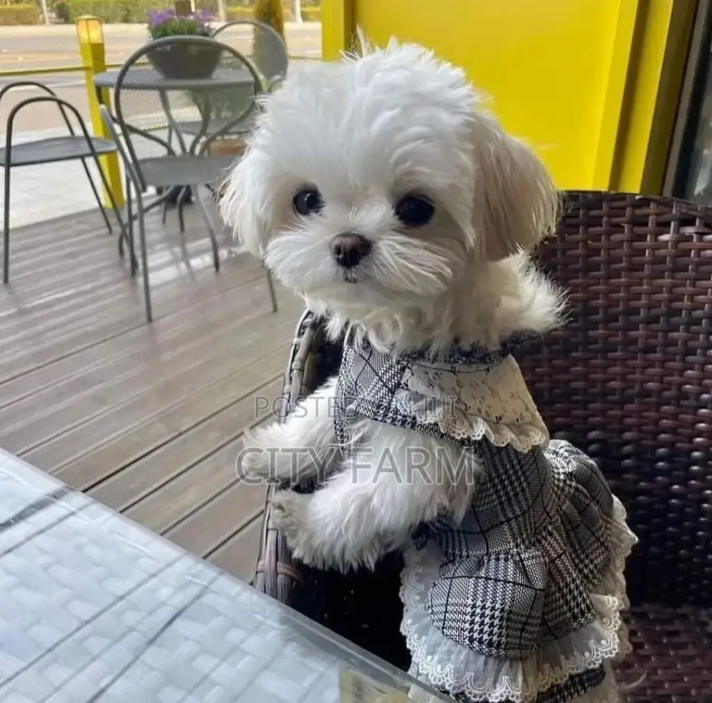 1-3 months Female Purebred Poodle