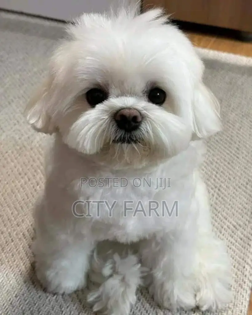 1-3 months Male Purebred Poodle