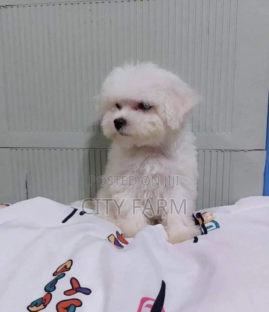 1-3 months Female Purebred Poodle
