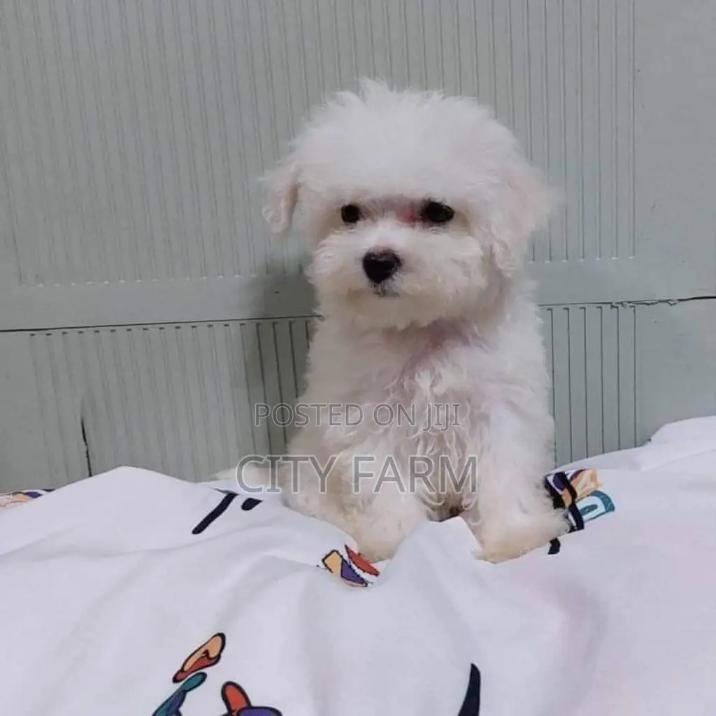 1-3 months Male Purebred Poodle