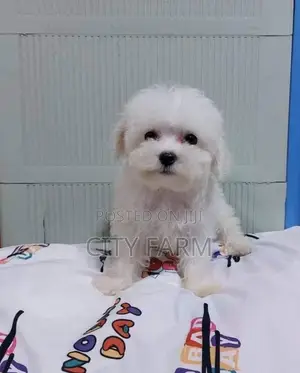 1-3 months Male Purebred Poodle