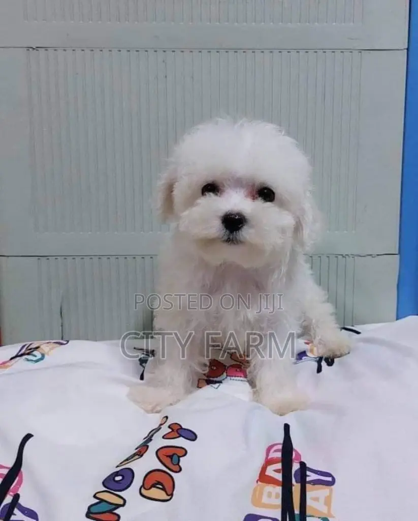 1-3 months Male Purebred Poodle