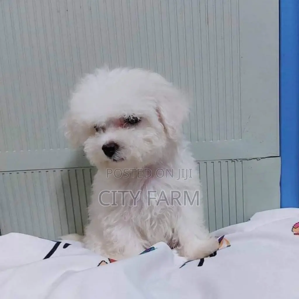 1-3 months Male Purebred Poodle