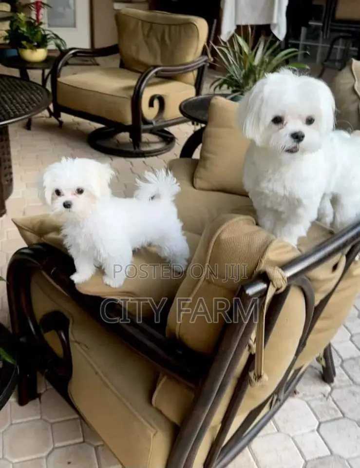 1-3 months Male Purebred Poodle
