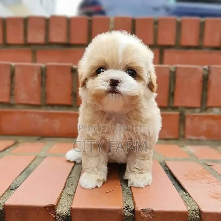 1-3 months Male Purebred Poodle