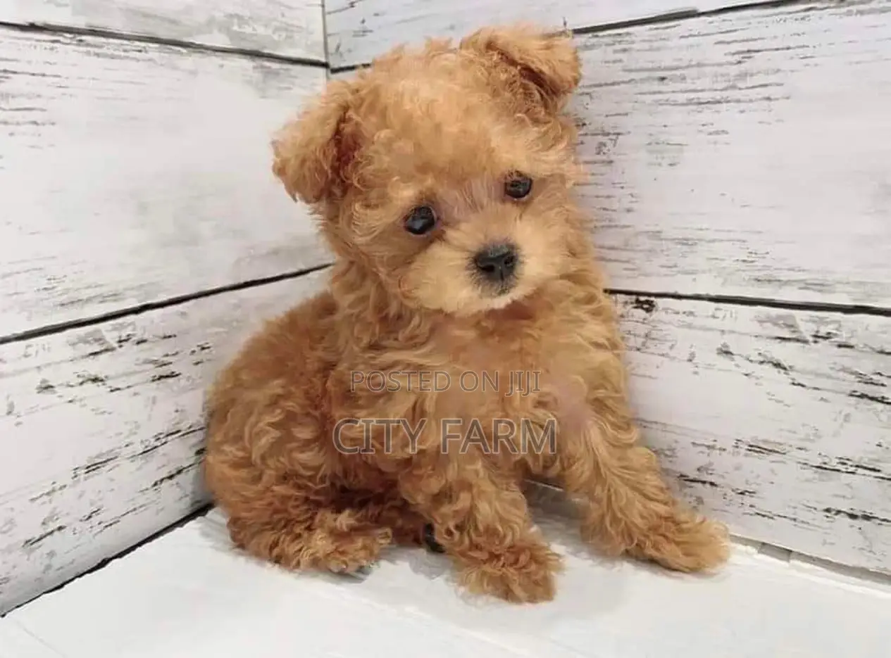 1-3 months Male Purebred Poodle