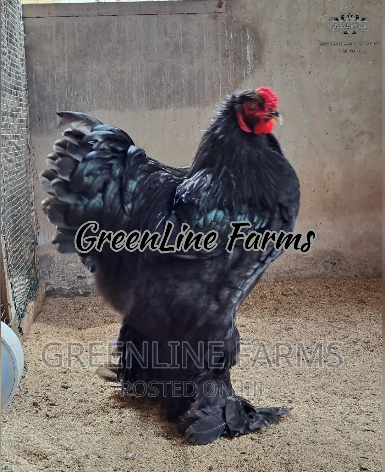 Brahma Chicken Gl