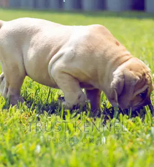 1-3 months Male Purebred Boerboel