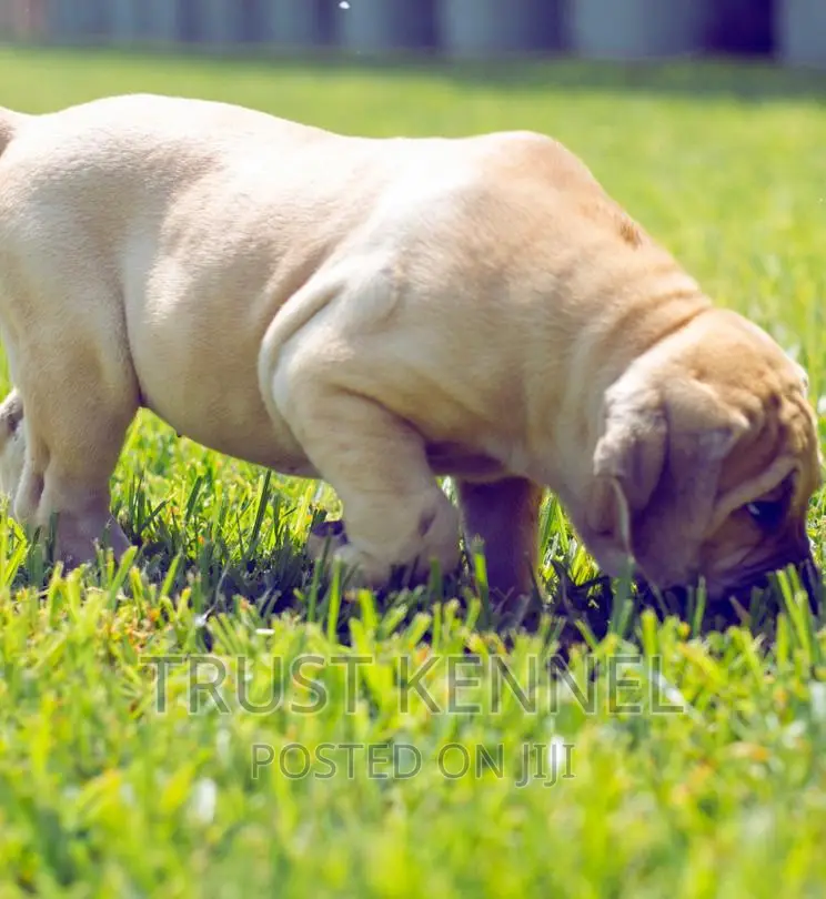 1-3 months Male Purebred Boerboel