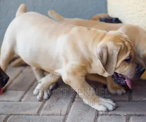 1-3 months Male Purebred Boerboel