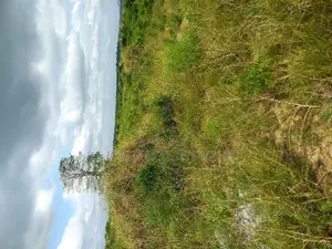 Residential Real Estate Land in Kasoa Pentecost Iwc 4 Sale