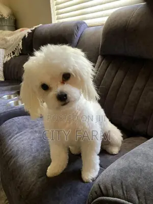 1-3 months Male Purebred Poodle