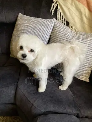 1-3 months Female Purebred Poodle