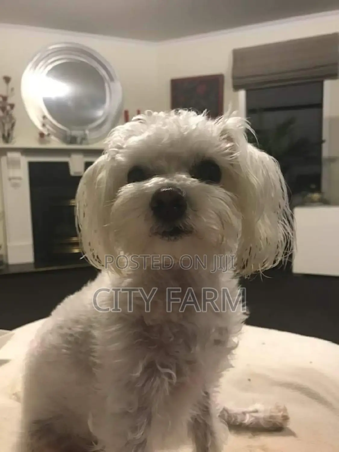 1-3 months Female Purebred Poodle