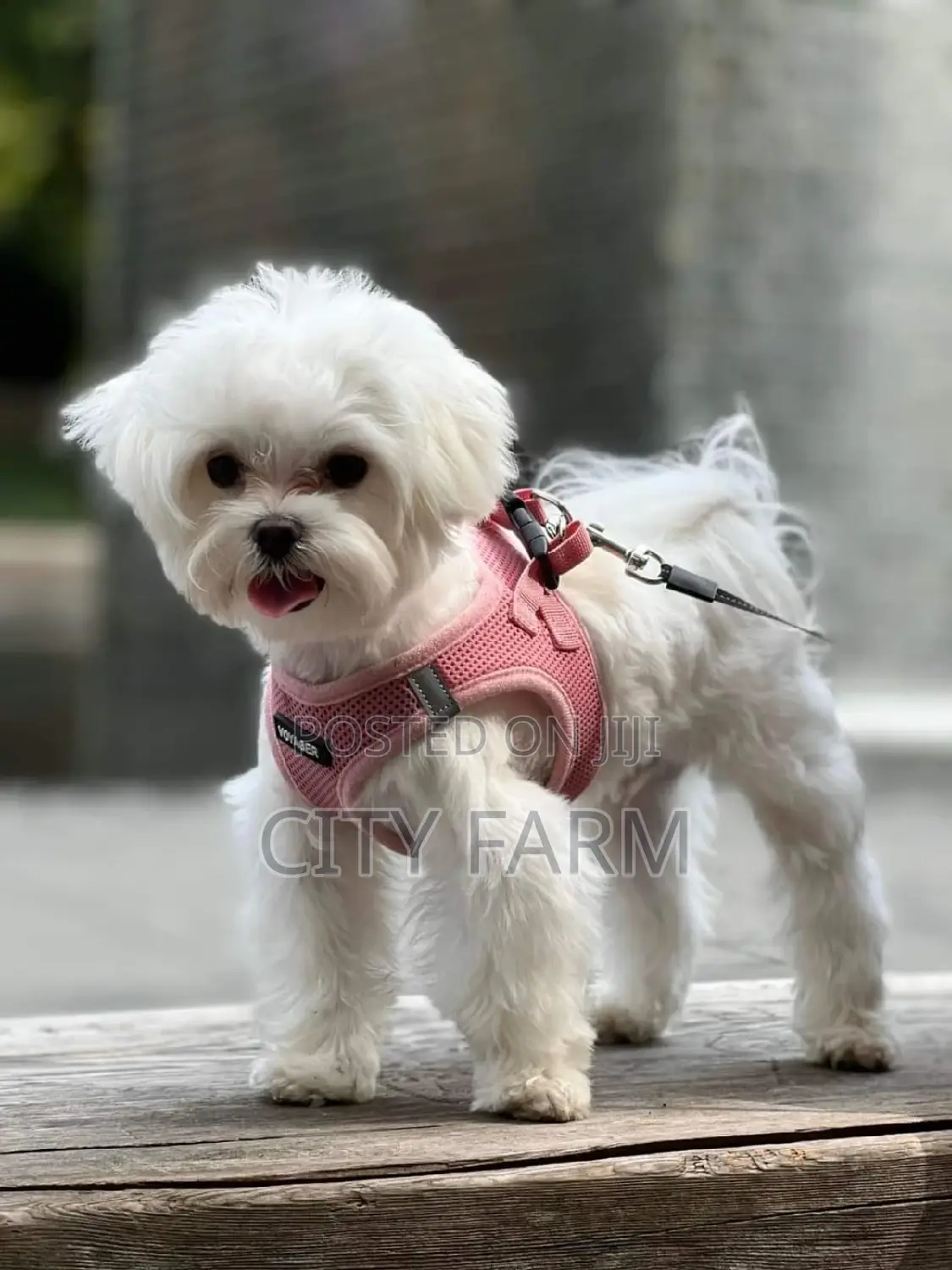1-3 months Male Purebred Poodle