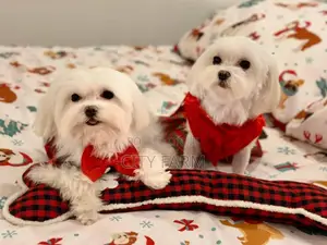 1-3 months Male Purebred Poodle