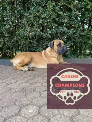 1+ year Female Purebred Boerboel