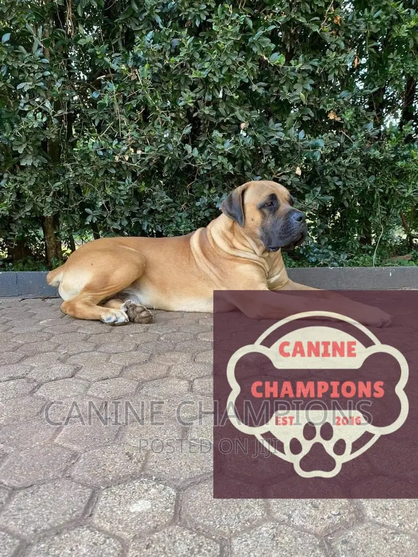 1+ year Female Purebred Boerboel