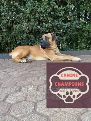 1+ year Female Purebred Boerboel
