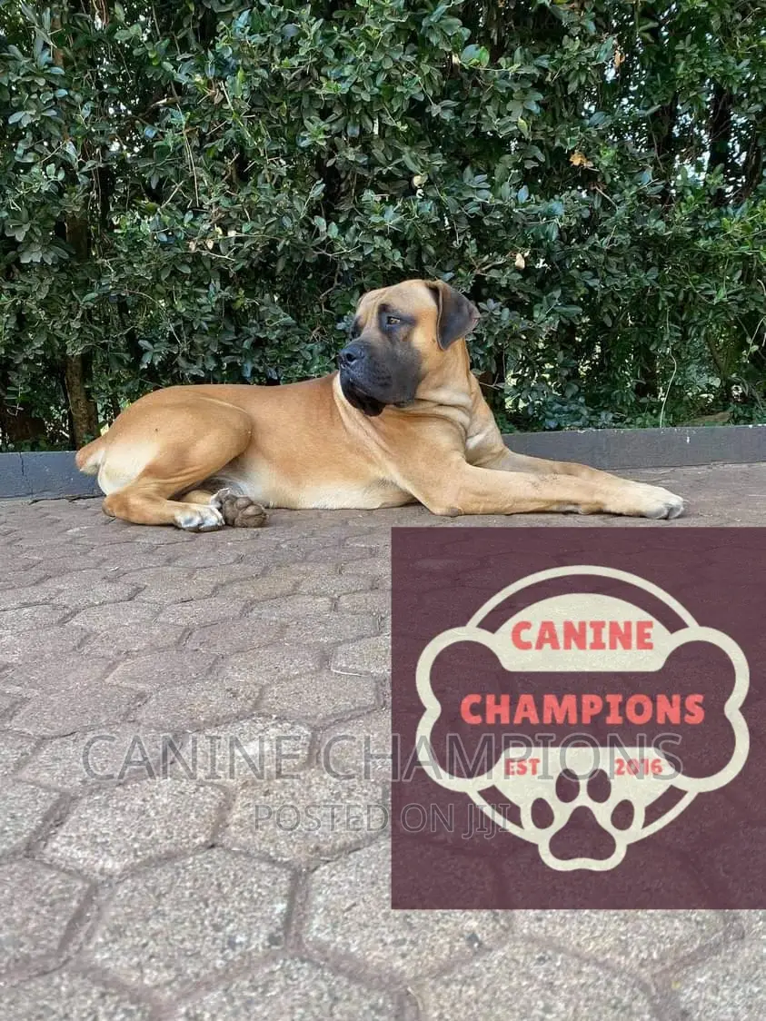 1+ year Female Purebred Boerboel