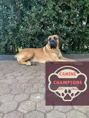1+ year Female Purebred Boerboel