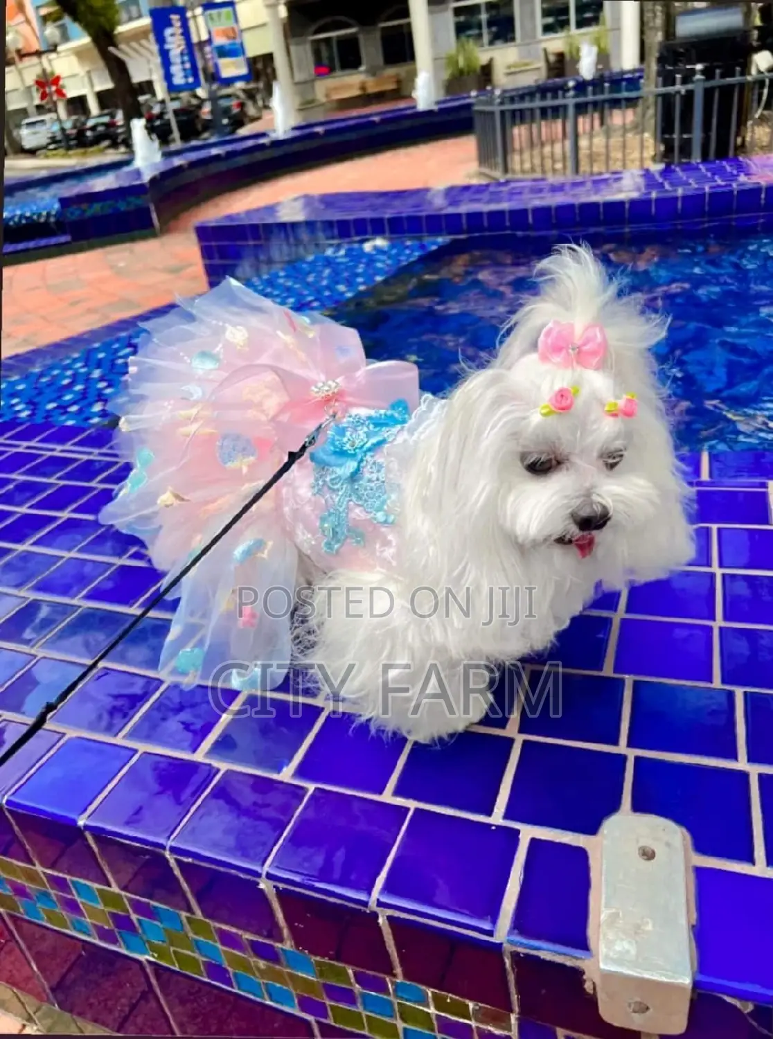 1-3 months Female Purebred Poodle