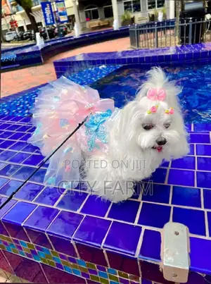 1-3 months Female Purebred Poodle