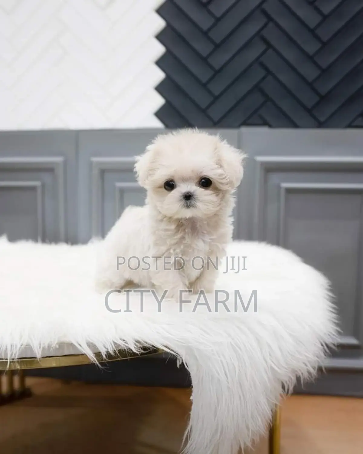 1-3 months Male Purebred Poodle