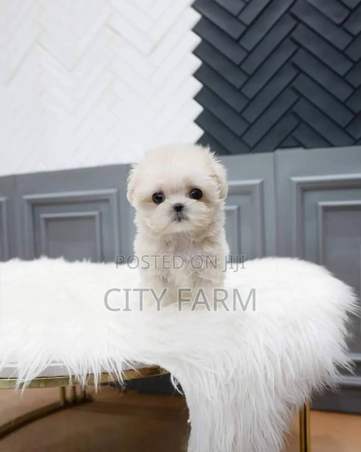 1-3 months Male Purebred Poodle