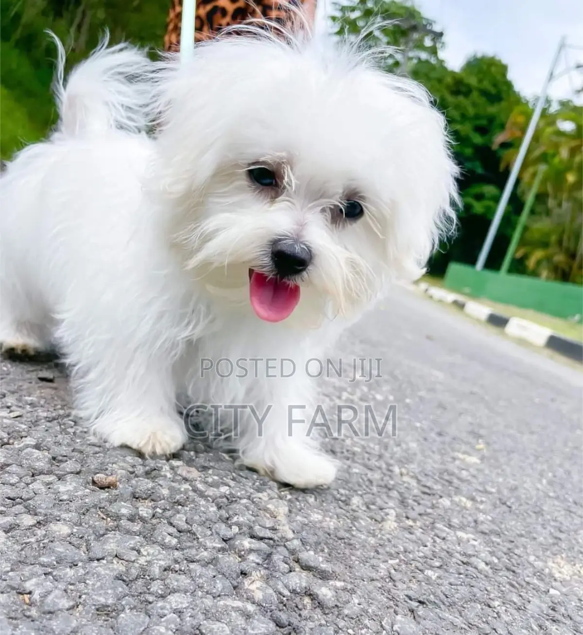 1-3 months Male Purebred Poodle