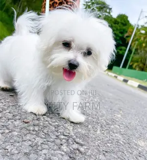 1-3 months Male Purebred Poodle