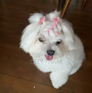 1-3 months Male Purebred Poodle