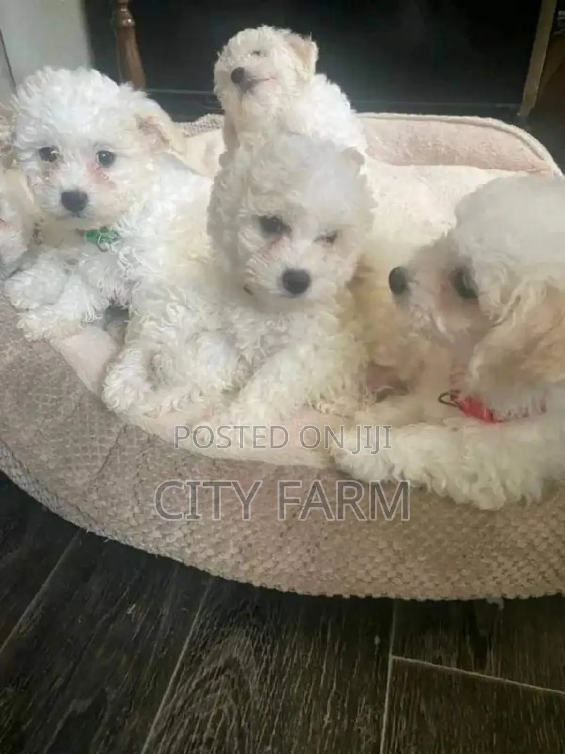 1-3 months Male Purebred Poodle