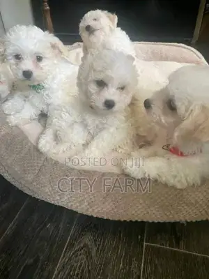 1-3 months Male Purebred Poodle