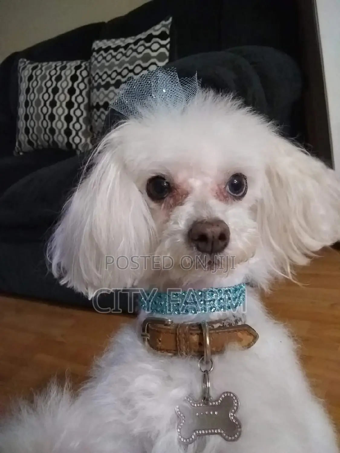 1-3 months Male Purebred Poodle