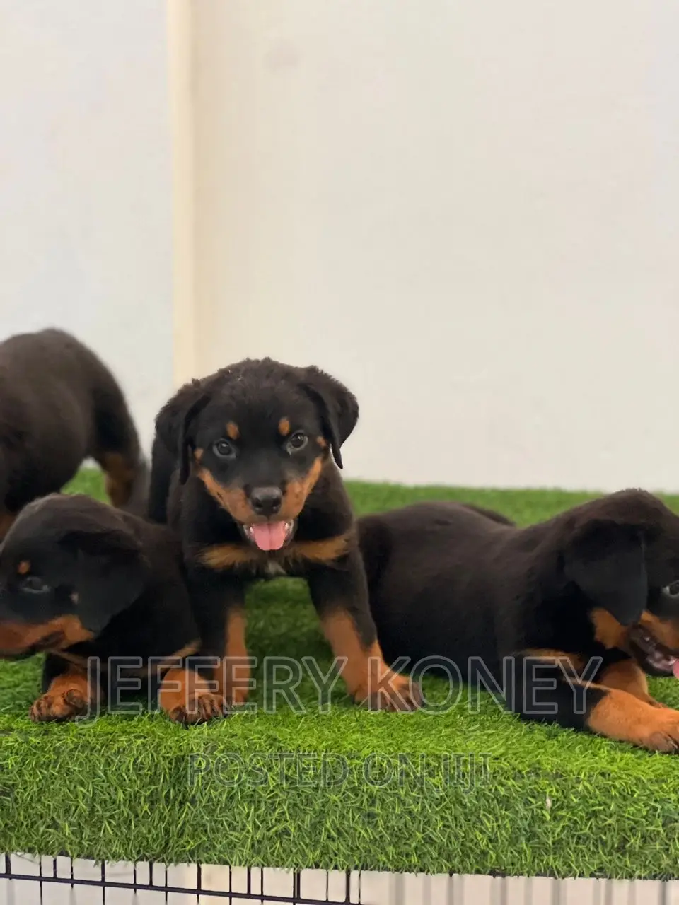 1-3 months Male Purebred Rottweiler