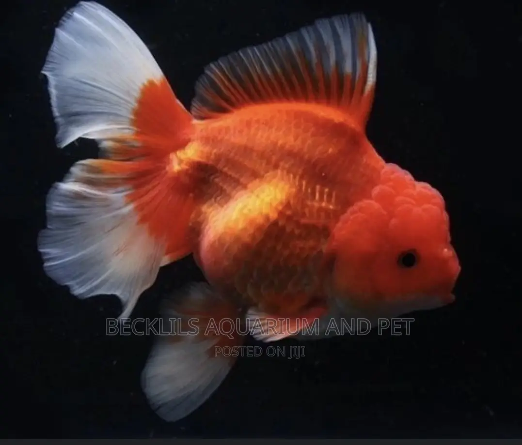 Gold Fishes ( Lion Head)