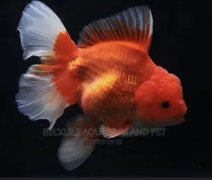 Gold Fishes ( Lion Head)