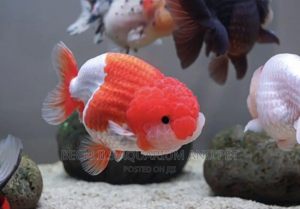 Gold Fishes ( Lion Head)