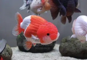Gold Fishes ( Lion Head)