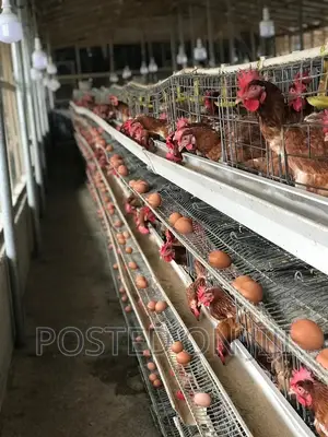 Chicken Cage