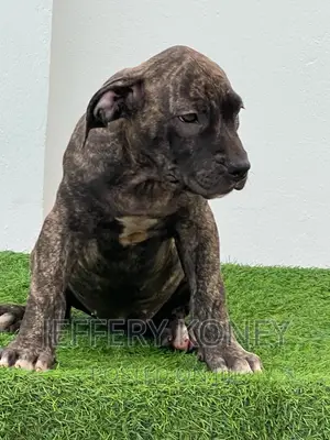 1-3 months Female Purebred Boerboel