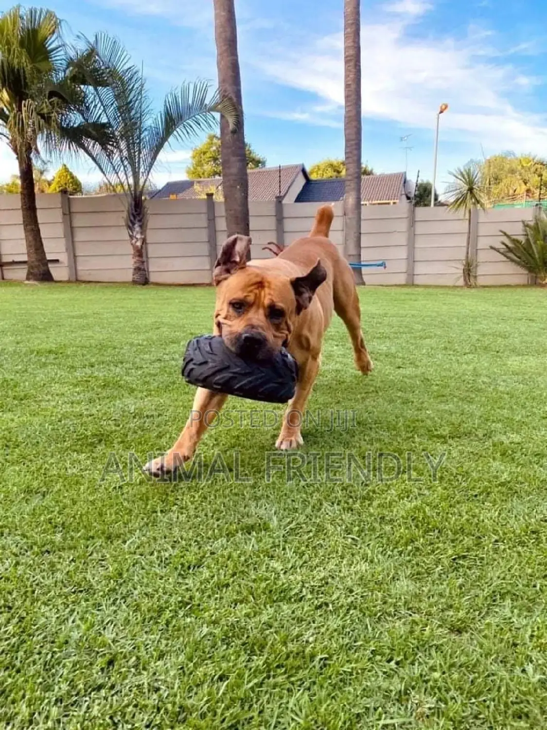 1-3 months Female Purebred Boerboel