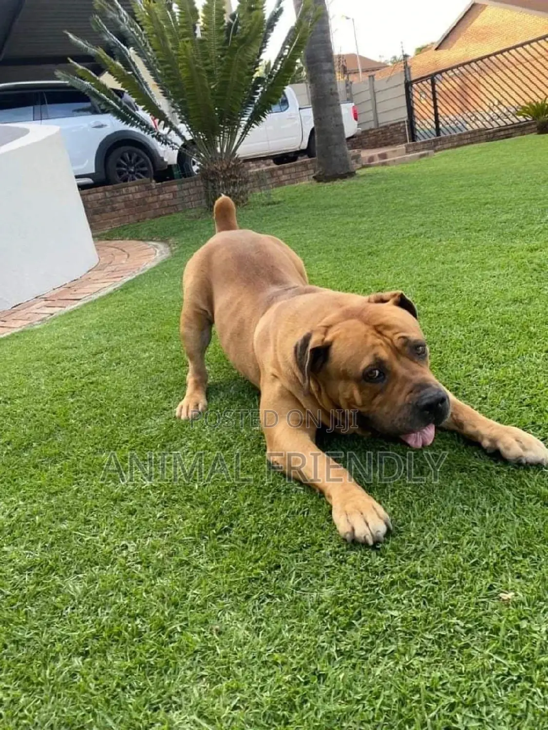 1-3 months Male Purebred Boerboel