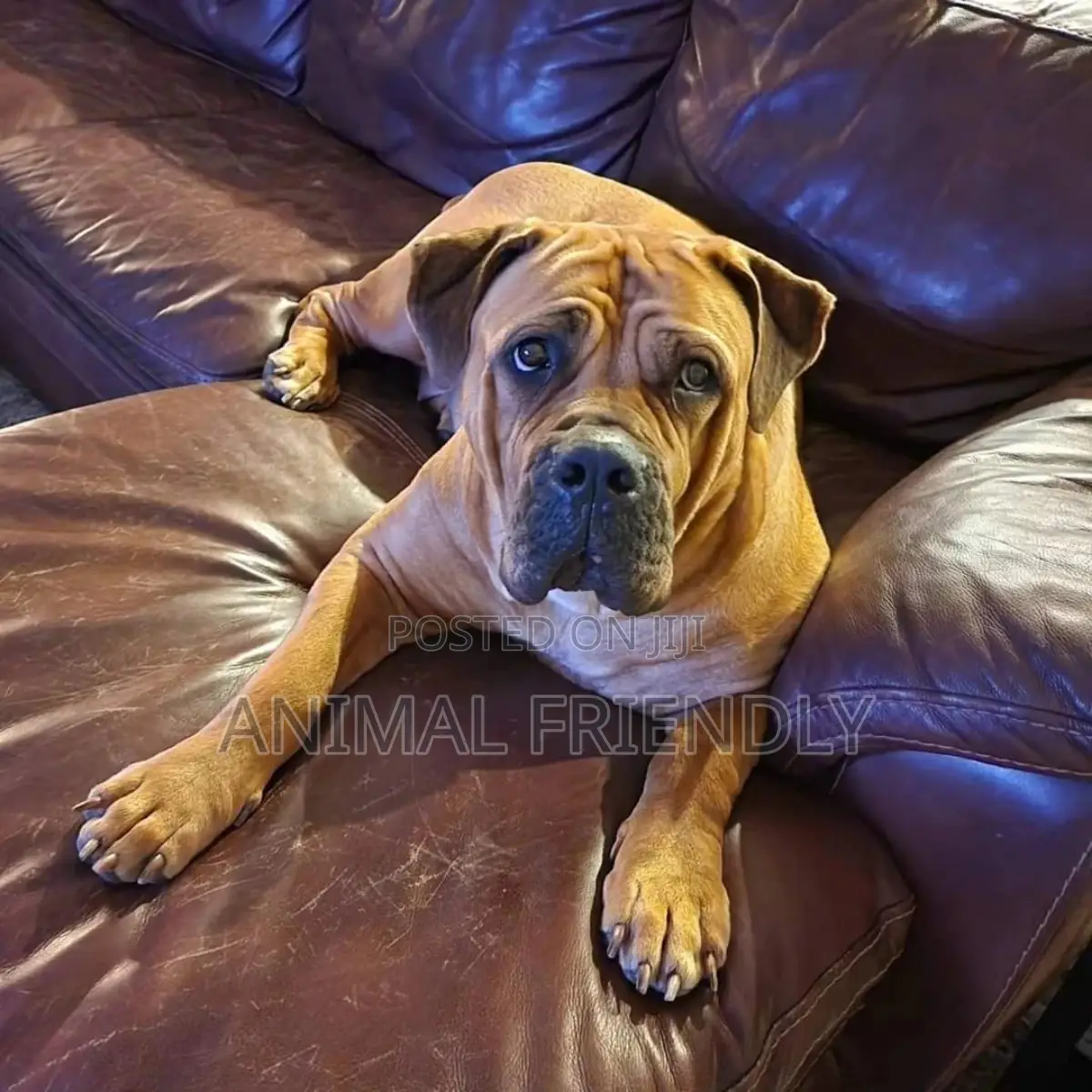 1-3 months Male Purebred Boerboel